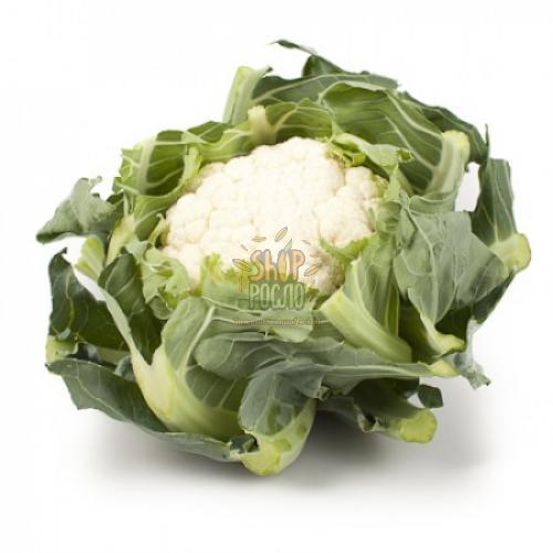 Насіння капусти цвітної Арієнзо F1, середньостиглий гібрид, "Rijk Zwaan"  (Голландія), 2 500 шт