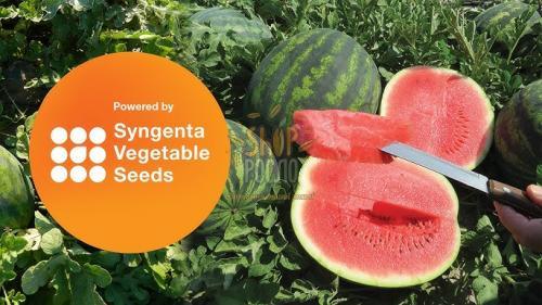 Семена арбуза Соренто F1, ранний гибрид, "Syngenta" (Швейцария), 1 000 шт