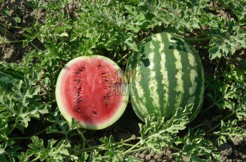 Семена арбуза Минерва F1, ранний сорт, 500 шт, "Takii Seeds" (Япония), 1 000 шт