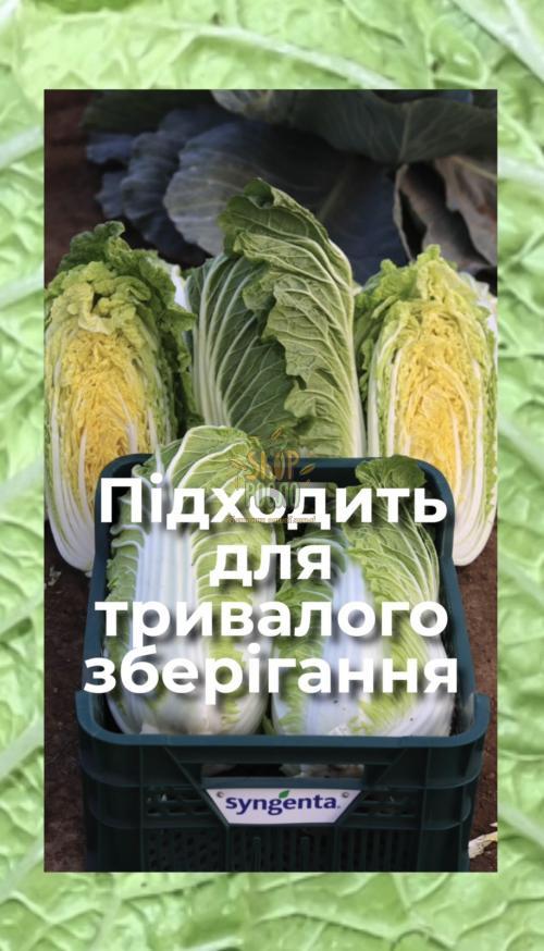 Семена капусты пекинской Марріо F1, ранний гибрид, "Syngenta" (Швейцария), 2 500 шт
