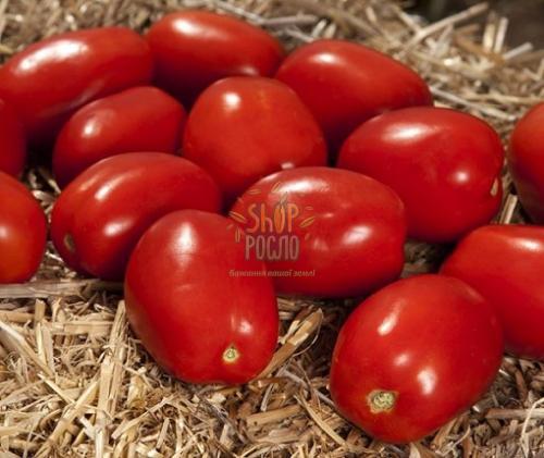 Семена томата Дерика (KS 720) F1, детерминантный, ранний гибрид, "Kitano Seeds" (Япония), 5 000 шт