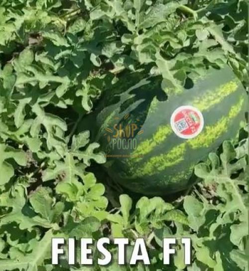 Насіння кавуна  Фиеста F1 (CRX 10491 F1), надранній гібрид, "Cora Seeds" (Італія), 1 000 шт