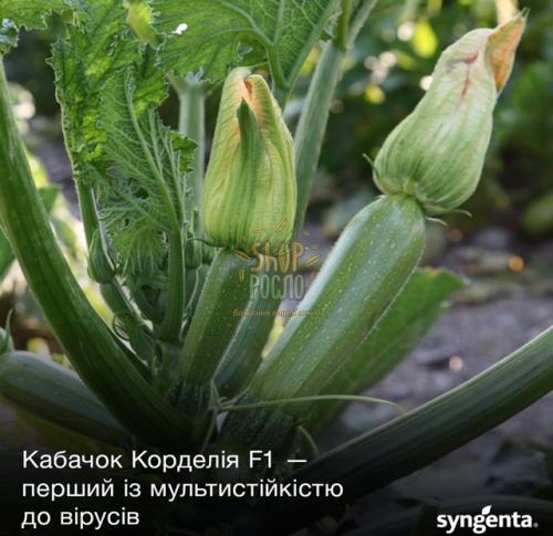 Насіння кабачка Корделія F1, ранній гібрид, "Syngenta" (Швейцарія), 500 шт