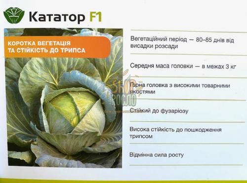 Насіння капусти білоголовой Кататор F1, середньостиглий гібрид, "Syngenta" (Швейцарія), 2 500 шт