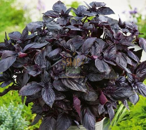 Насіння базиліку Червоний Рубін фіолетовий "Коуел" (Німеччина), 10 г