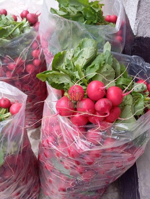 Семена редиса Аутелла F1, ранний гибрид, Hazera (Израиль), 50 000 шт (3,40-3,60)