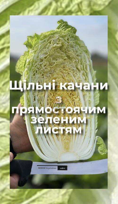Семена капусты пекинской Марріо F1, ранний гибрид, "Syngenta" (Швейцария), 2 500 шт