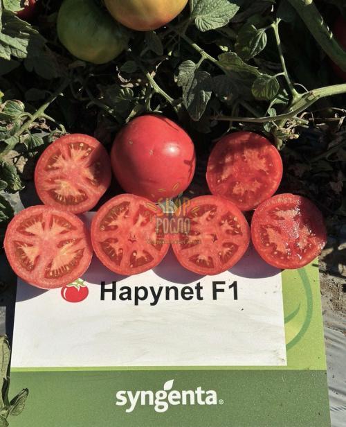 Семена томата Хапинет (Хепинет) кустовой ранний розовый гибрид,  "Syngenta" (Швейцария), 1 000 шт