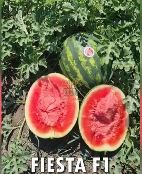Насіння кавуна  Фиеста F1 (CRX 10491 F1), надранній гібрид, "Cora Seeds" (Італія), 1 000 шт