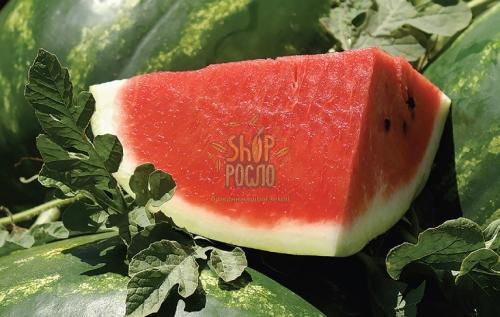 Насіння кавуна Сансвіт F1,середньостиглий гібрид,  "Cora Seeds" (Італія), 500 шт