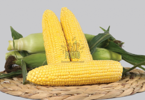 Семена кукурузы Карамелло F1, ранний гибрид, суперсладкая, "May Seeds" (Турция), 1 000 шт (Фас)