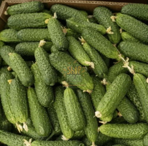 Семена огурца Диез F1, ранний гибрид, партенокарпический, Rijk Zwaan (Голландия), 250 шт