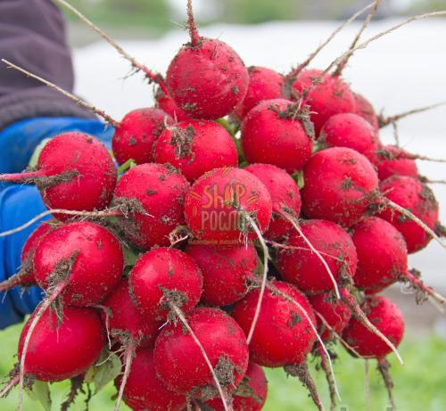 Семена редиса Адель F1 , ранний гибрид, "Lucky Seed" (Украина), 250 г (2,20-2,40)