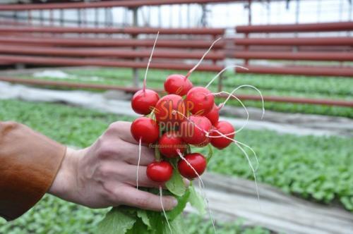 Насіння редису  Арлі F1, ранній гібрид,"Rijk Zwaan" (Голландія), 25 000 шт (2,75-3,0)