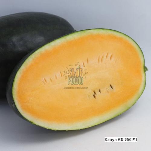 Cемена арбуза КС 250 F1 / KS 250 F1, ранний оранжевый гибрид Kitano Seeds (Япония), 100 шт