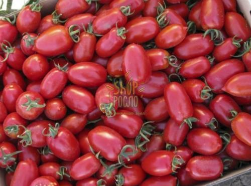 Семена томата Бриксолино F1 кустовой черри,ранний гибрид,  "United Seeds" (США), 1 000 шт