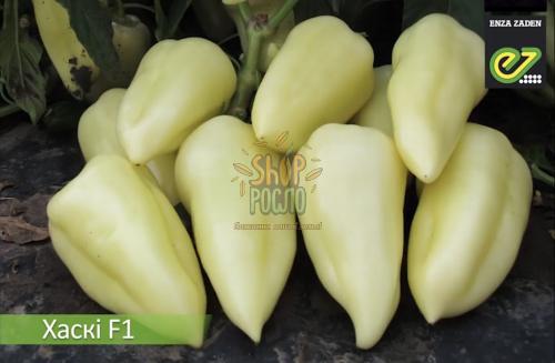 Насіння перцю Хаскі F1, ранній гібрид, конічний, "Enza Zaden" (Голландія), 500 шт