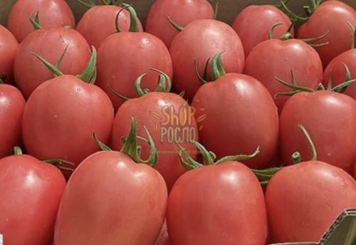 Насіння томату Джоли F1, кущовий ранній гібрид, рожева сливка,"Hazera" (Ізраїль), 1 000 шт