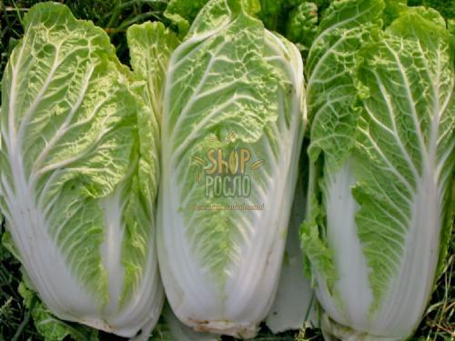 Насіння каапусти пекінської Гранат F1, ранній гібрид, “Коуэл" (Німеччина), 0,5 г