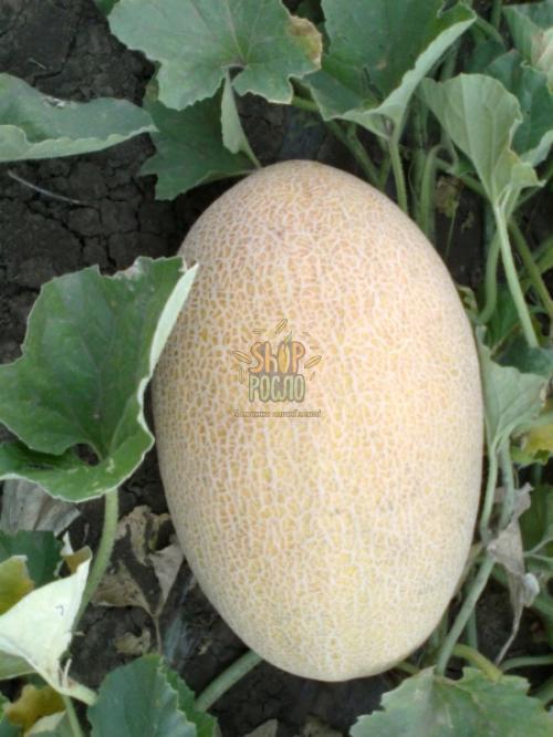 Насіння дині Кубус F1 (КS 6188 F1), "Kitano Seeds" (Японія), 1 000 шт