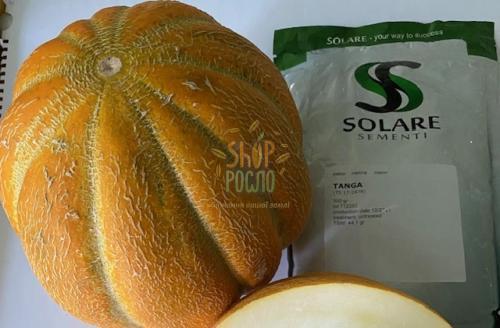 Насіння дині Танга, середньостиглий сорт, тип Ефіопки, "Solare Sementi" (Італія), 500 г