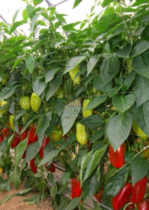 Насіння перцю Вікторія, ранній конічний червоний сорт , "НИЦССА" (Молдова), 20 г