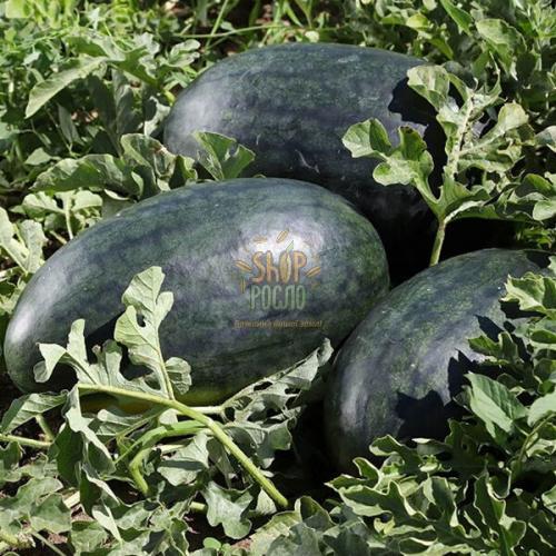 Cемена арбуза КС 250 F1 / KS 250 F1, ранний оранжевый гибрид Kitano Seeds (Япония), 100 шт