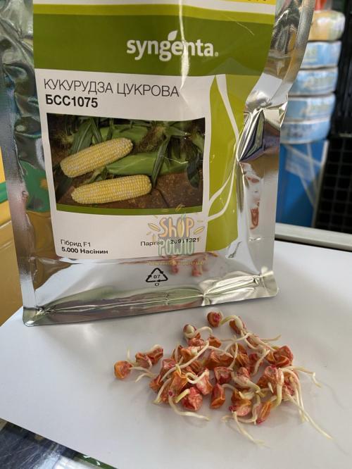 Семена кукурузы БСС 1075 F1, BSS 1075 F1, ранний суперсладкий гибрид, Syngenta (Швейцария), 5 000 шт