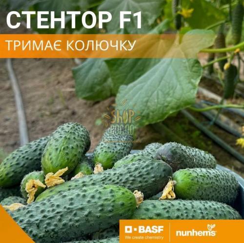 Семена огурца Стентор F1, ранний гибрид, партенокарпический, Nunhems Bayer  (Голландия) , 500 шт