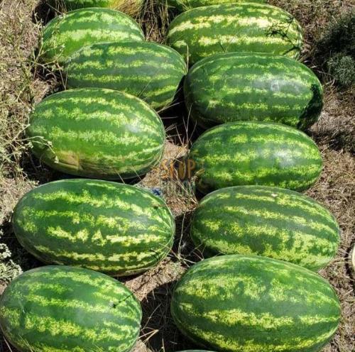 Насіння кавуна Роміна F1, середньоранній гібрид,"Cora Seeds" (Італія), 500 шт