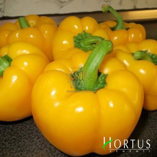 Семена перца Топепо Эллоу, ранний тип Ратунда, округло-плоскийсорт, Коуэл (Италия), 0,5 г