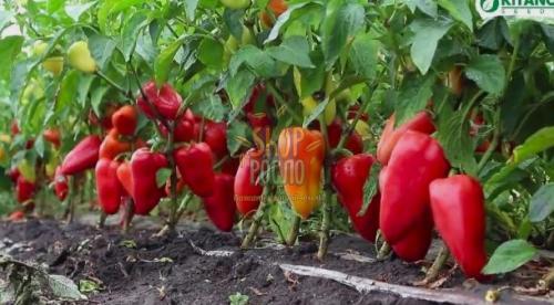 Семена перца Яника F1, ранний гибрид, конический, "Kitano Seeds" (Япония), 500 шт