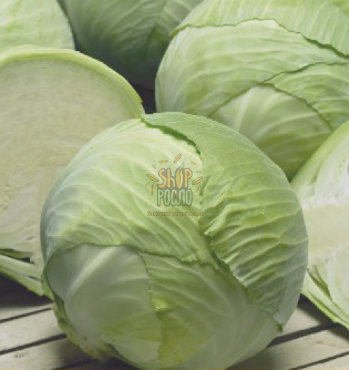 Насіння капусти білоголовой Золтан F1, для зберігання, "Hazera" (Ізраїль), 2 500 шт (калибр)