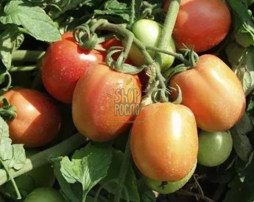 Семена томата Бенито F1, детерминантный ранний гибрид, Bejo (Голландия), 1 000 шт