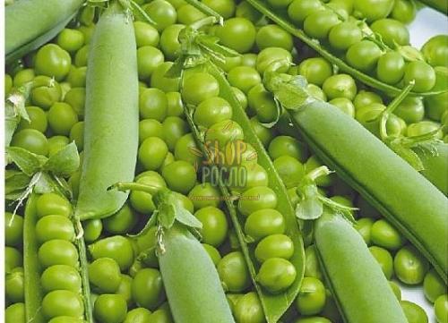 Семена гороха Динга, ранний мозговой сорт, Коуэл (Германия), 250 г