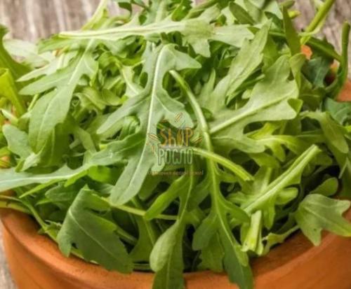 Насіння руколи Рокіта, всесезонний зелений сорт, "Коуел" (Італія), 50 г