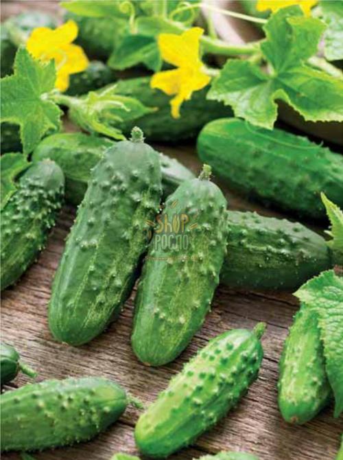 Насіння огірка  Мурашка F1, ранній партенокарпічний гібрид, Коуел (Німеччина), 10 шт
