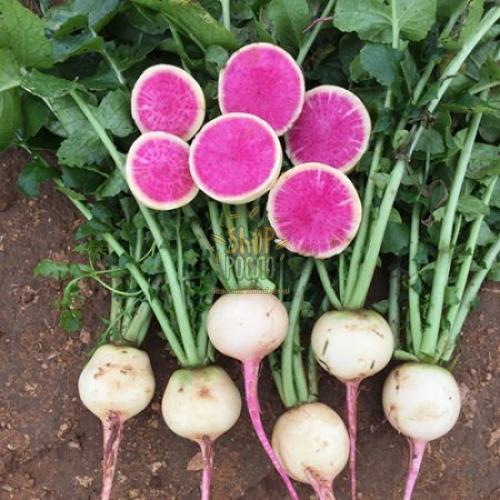 Насіння редьки Дайкон Ред Міт, червоне сердце, "Takii Seeds" (Японія), 100 г