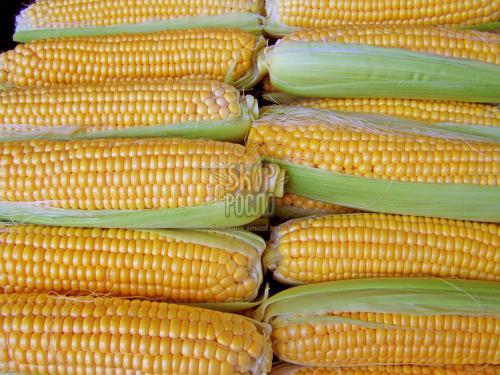 Кукуруза Голдей F1, ранній суперсолодкий гібрид, Коуел (Італія), 11 г