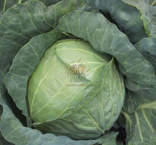 Насіння капусти білоголовой Амагер , піздній сорт  "Коуел" (Німеччина), 100 г