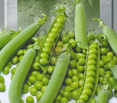 Семена гороха Преладо, средний овощной сорт, Syngenta (Швейцария), 100 000 шт