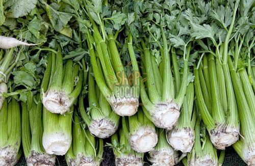 Семена сельдерея Талл Юта, ранний черешковый сорт, Коуэл (Италия), 2 г