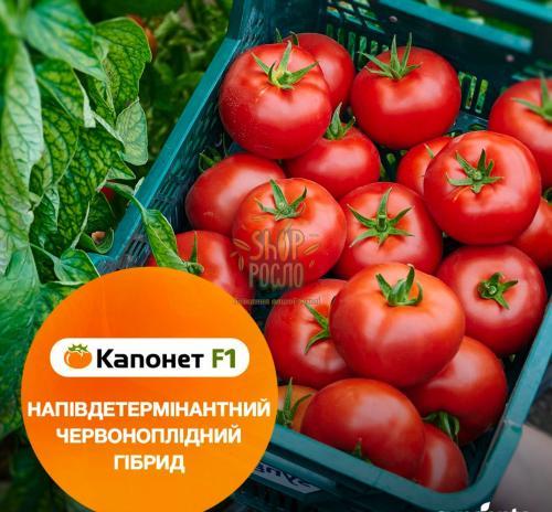 Насіння томату Капонет F1, напівдетермінантний, ранній гібрид,"Syngenta" (Швейцарія), 500 шт