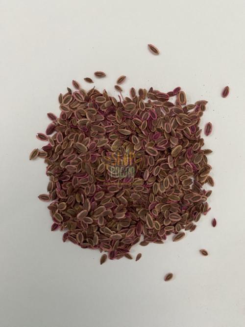 Насіння кропу Діл Дарк, кущовий сорт,  "Sais" (Італія), 500 г