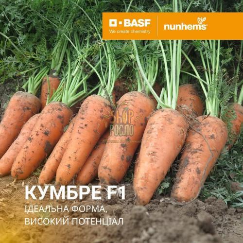 Морковь Кумбре F1, среднеспелый гибрид,  "Nunhems Bayer"  (Голландия), 100 000 шт