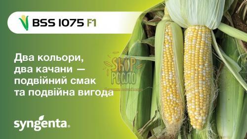 Семена кукурузы БСС 1075 F1, BSS 1075 F1,ранний суперсладкий гибрид, Syngenta (Швейцария), 5 000 шт