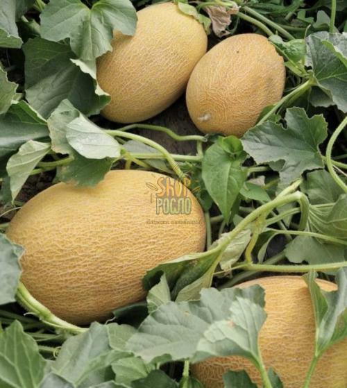 Насіння дині Кубус F1 (КS 6188 F1), ранній гібрид, "Kitano Seeds" (Японія), 1 000 шт