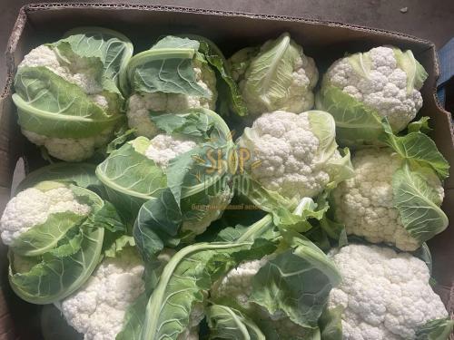 Насіння капусти цвітної Арієнзо F1, середньостиглий гібрид, "Rijk Zwaan"  (Голландія), 2 500 шт