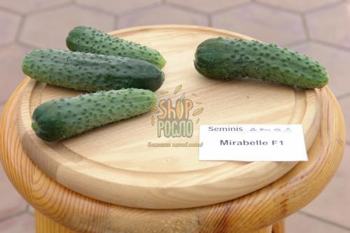 Насіння огірка Мірабелл F1, "Seminis" (Голландія), 1000 шт