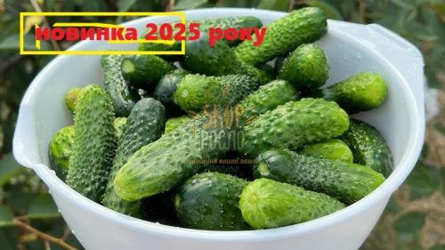 Насіння огірка Дієз F1, ранній партенокарпічний гібрид,"Rijk Zwaan" (Голландія), 1 000 шт